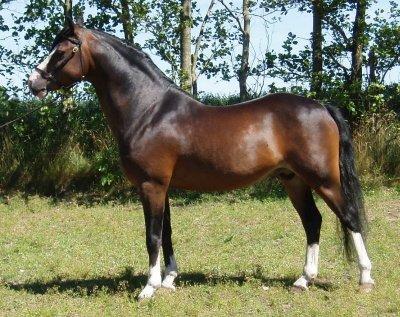 Welsh Pony (sec B) Korreborgs Mateus - Mateuses far :-) stougjehoeves eagle eye billede 9