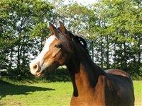 Welsh Pony (sec B) Korreborgs Mateus billede 10