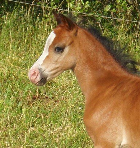 Welsh Pony (sec B) Korreborgs Mateus - mateus som et lille føl :') billede 11