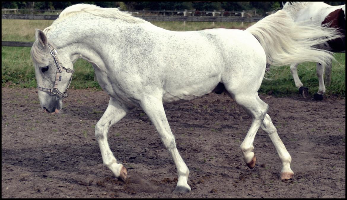 Anden særlig race Araber/Sportspony ¤TONI¤ - Første dag på Ladelund Efterskole! <3 2012 billede 17