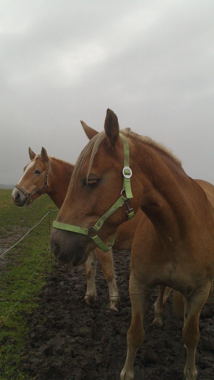 Haflinger Gelstoft Houston billede 3