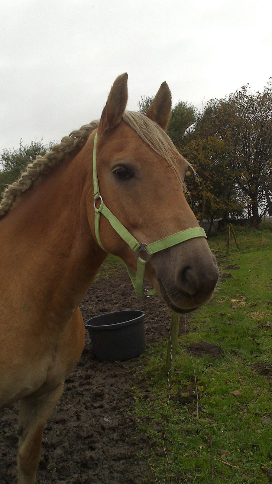 Haflinger Gelstoft Houston billede 4