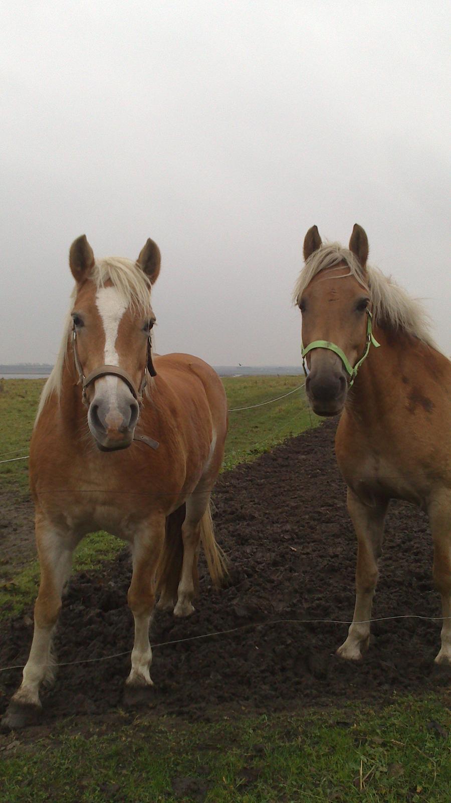 Haflinger Gelstoft Houston billede 5