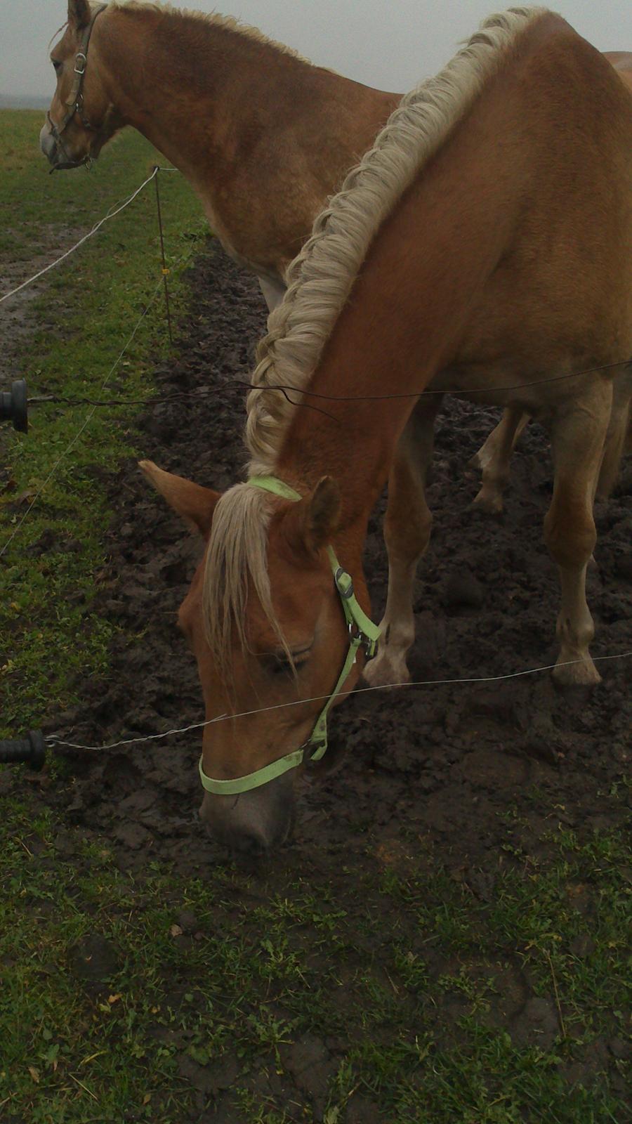 Haflinger Gelstoft Houston billede 6
