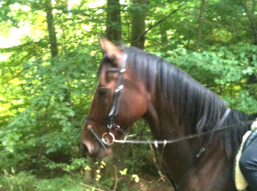 Fuldblod (XX) Pistoleiro billede 15