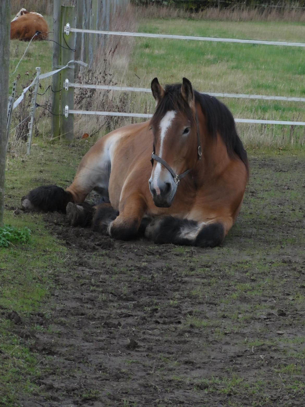 Belgier Sascha *My Soulmate* billede 11