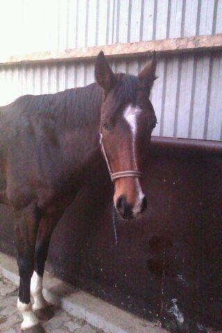 Oldenborg sum sum - smukke Summe<3 love you <3 billede 10