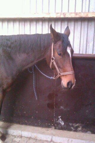 Oldenborg sum sum - <3 billede 11
