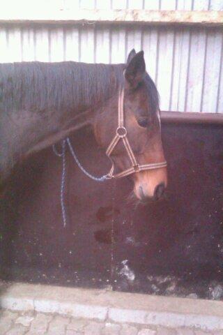 Oldenborg sum sum - venter på vi skal ride<3 billede 12