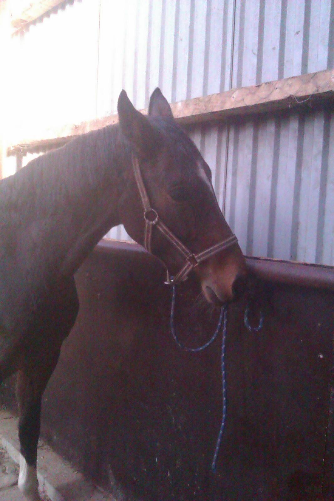 Oldenborg sum sum - <3 <3 billede 13