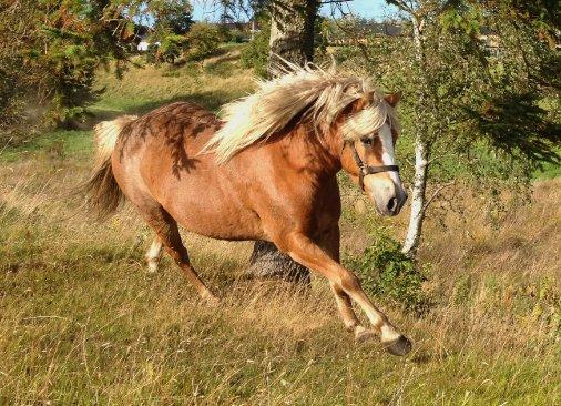 Anden særlig race Kimmi billede 3