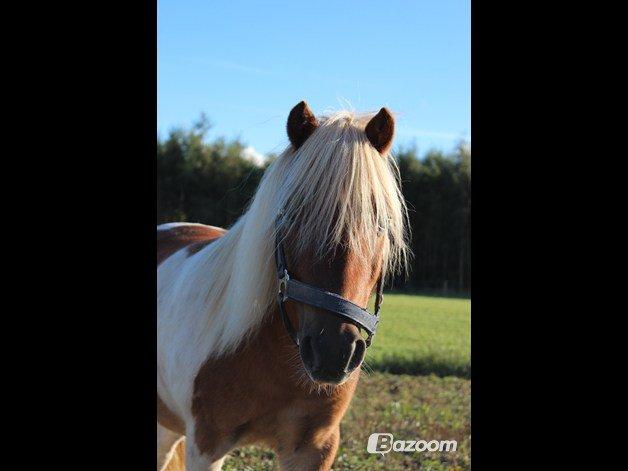 Shetlænder Little Star billede 2