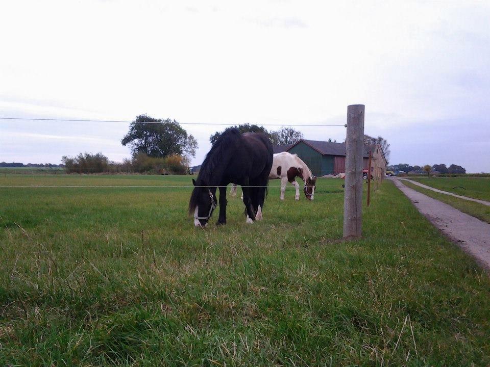 Irish Cob Tømmerupgaard's Amarylis billede 3