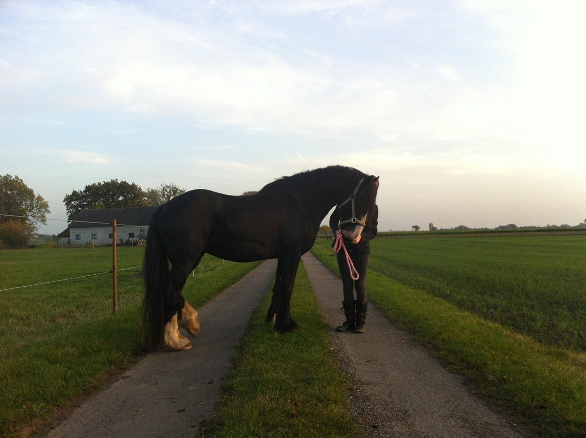 Irish Cob Tømmerupgaard's Amarylis billede 6