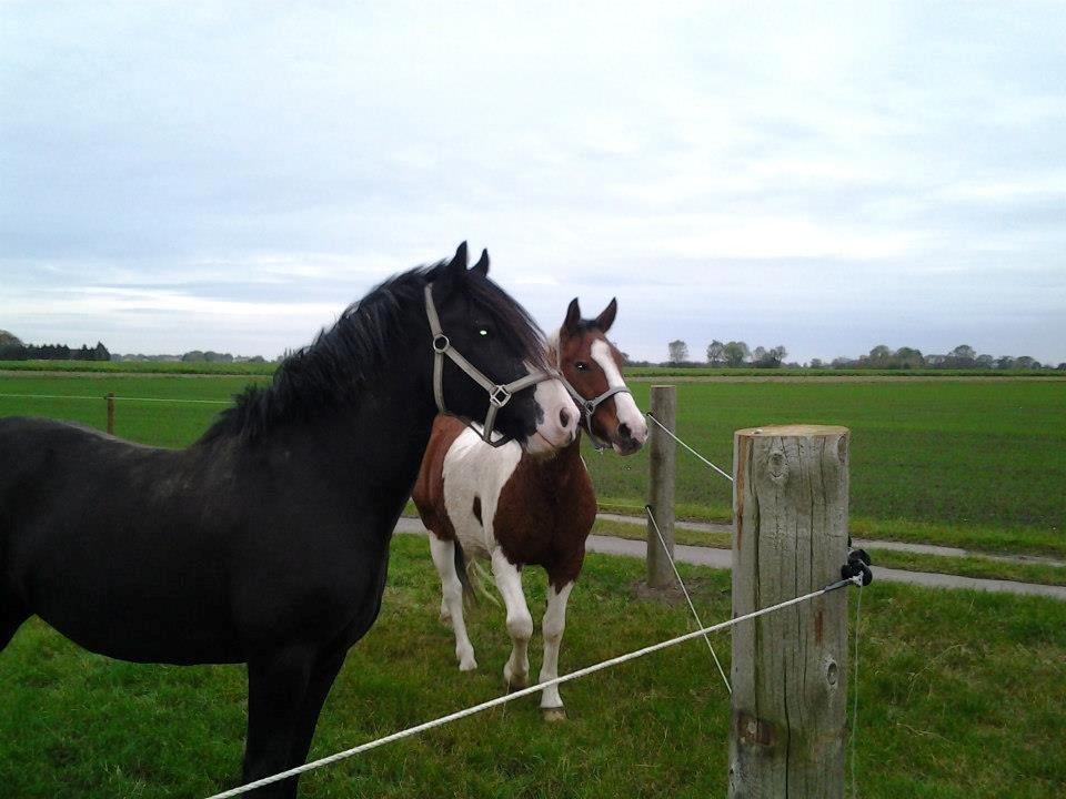 Irish Cob Tømmerupgaard's Amarylis billede 8