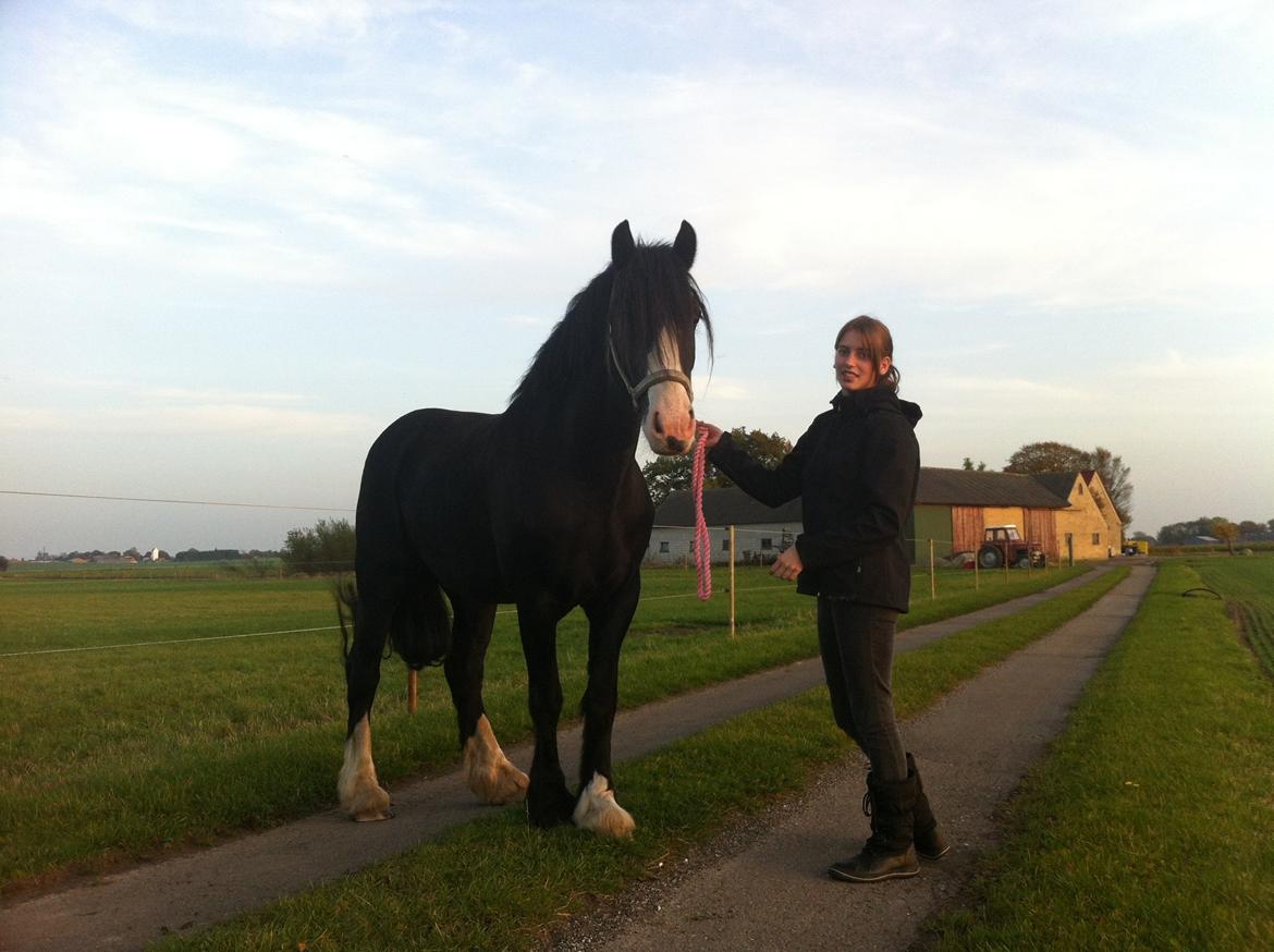 Irish Cob Tømmerupgaard's Amarylis billede 9