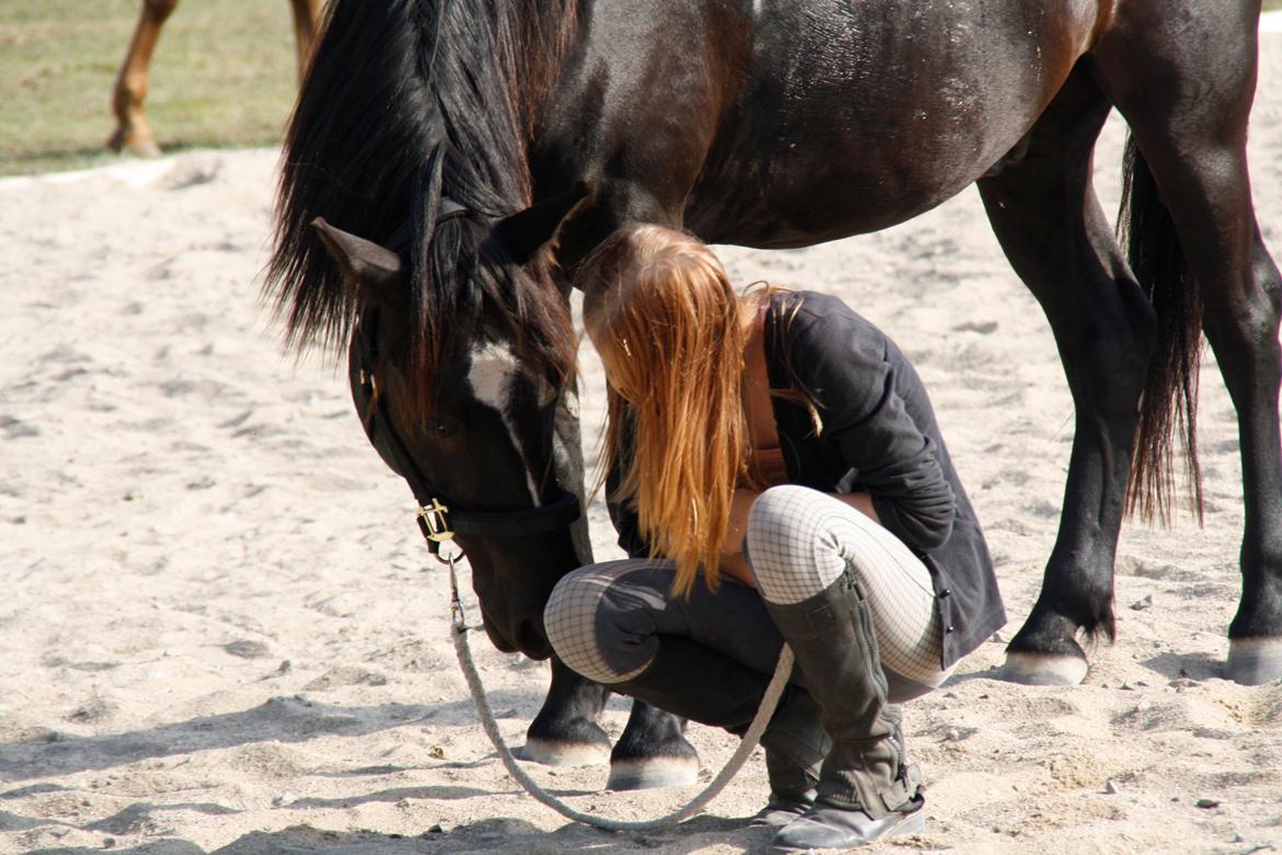 Svensk Sportspony  Blackie Brown :) - jeg skrev dit navn på tavlen men min lære visked det væk jeg skrev dit navn i sandet men havet tog det med jeg skrev dit navn i mit hjerte og der vil det altid være<3 foto (far) billede 5