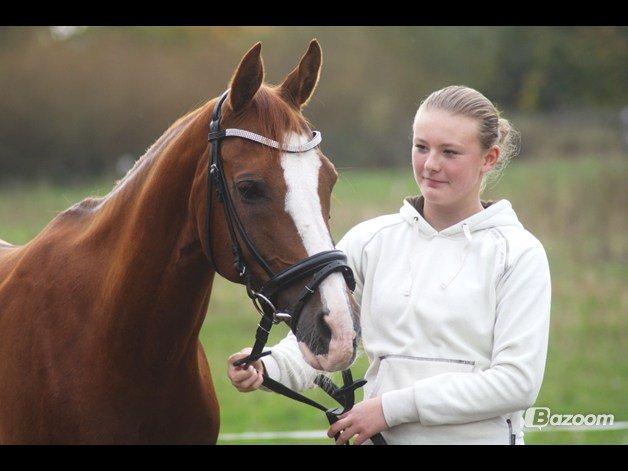 Hollandsk Sportspony Karimh J.V. *B-Pony* - kærlighed er som en rose. For at den kan vokse og være pæn skal man passe på den og være tålmodig. indimellem stikker den men det er det hele værd når man tager sig tid og ser på hvor smuk den er.
Foto: Cecilie Rasmussen  billede 10