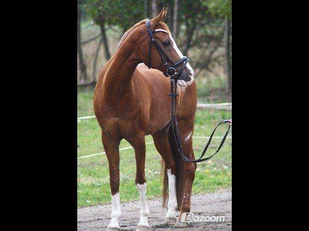 Hollandsk Sportspony Karimh J.V. *B-Pony* - Foto: Cecilie Rasmussen  billede 12