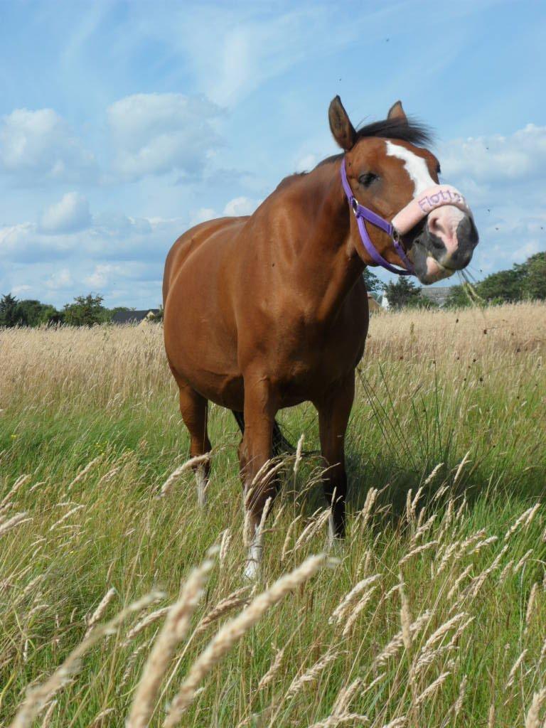 Anden særlig race (Miss) Scarlett - På Endelave i sommerferien <3 billede 18