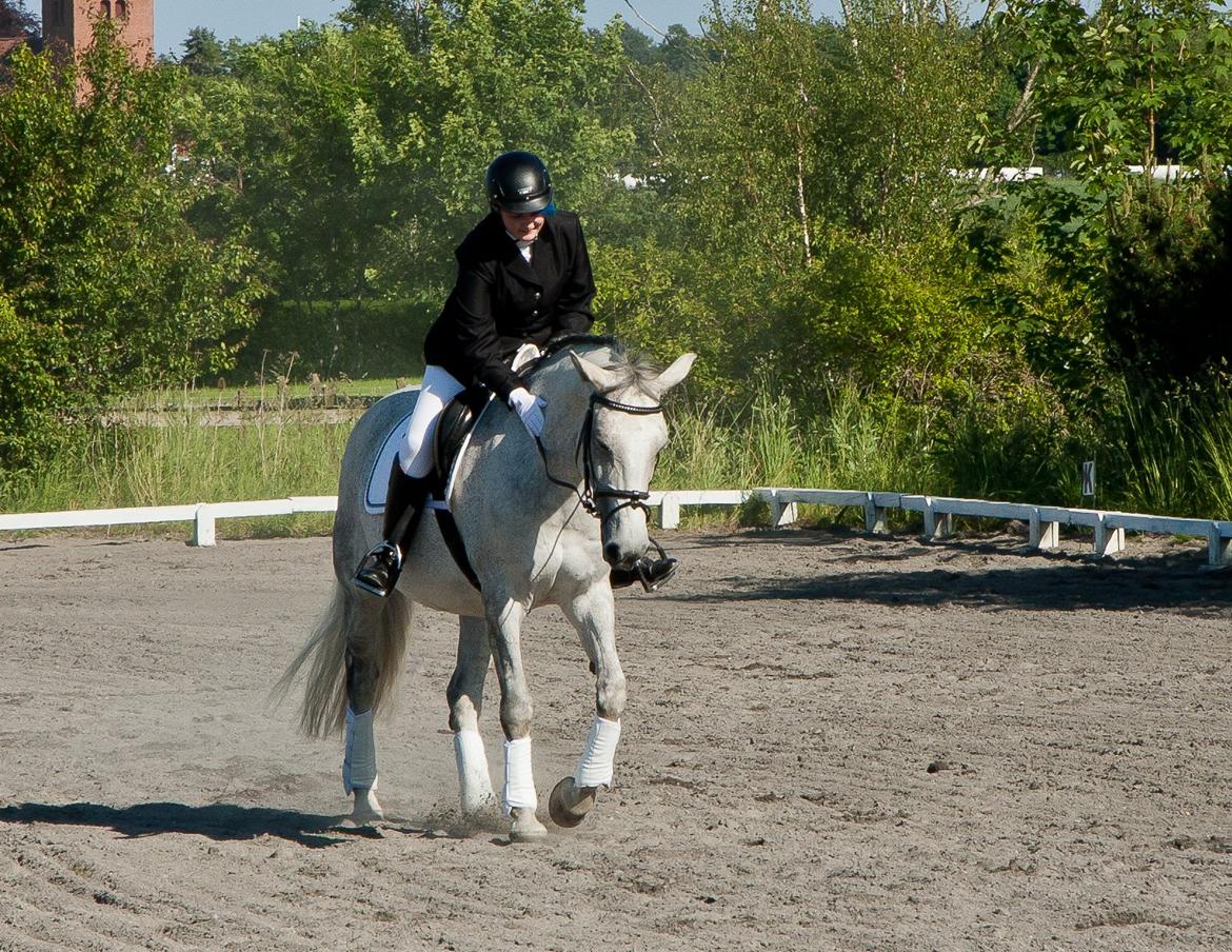 Anden særlig race Marie After Eight - Første dressur stævne! | På MMR| LC2. Vi red til 60.87 % | billede 5