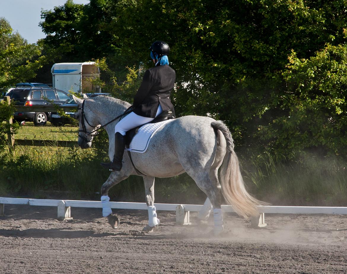 Anden særlig race Marie After Eight - LC2 | MMR | 2012 billede 20