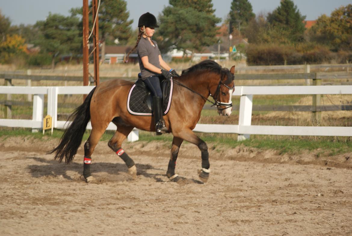 New Forest Stabygårds Casper - træning d. 19. oktober 2012 billede 26