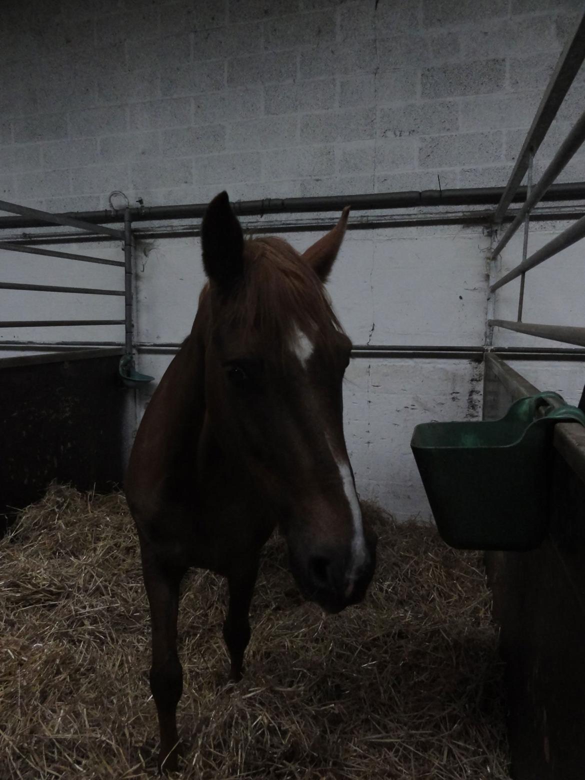 DSP ROSENKILDES MARQUIS - Søtte i boksen efter en god omgang træning <3 billede 10