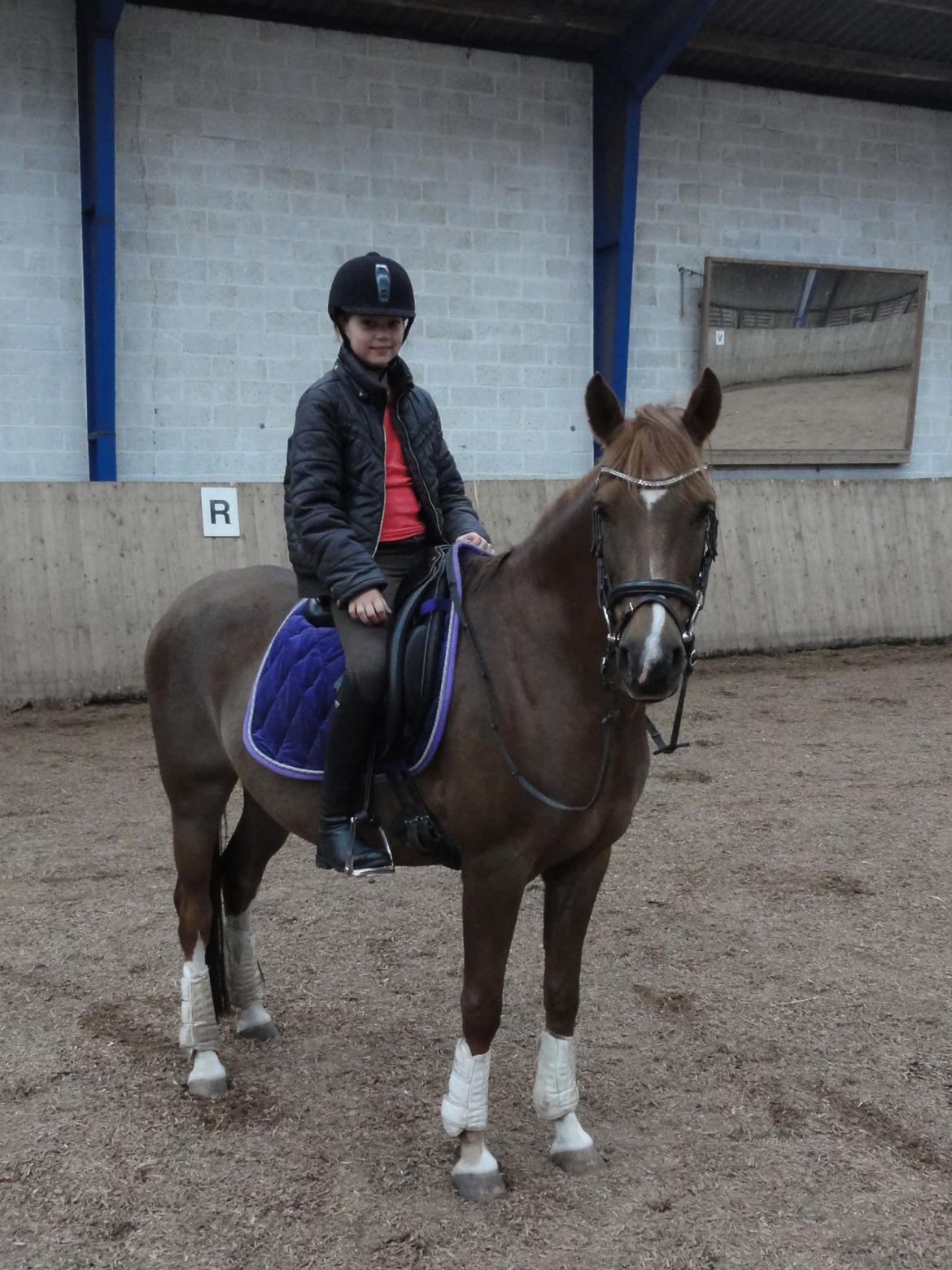 DSP ROSENKILDES MARQUIS - Politiet var på jagt efter en smuk, sød, lækker awesome, nice og skøn pony, men bare rolig jeg sagde ikke hvor du var!<3 billede 9