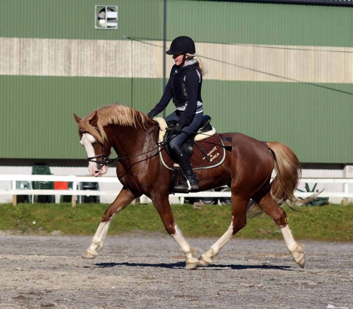 Welsh Cob (sec D) Oppheims Lorenzo - Hans ponnirytter Elise må sådan og ri han på mine prinsipper! billede 5