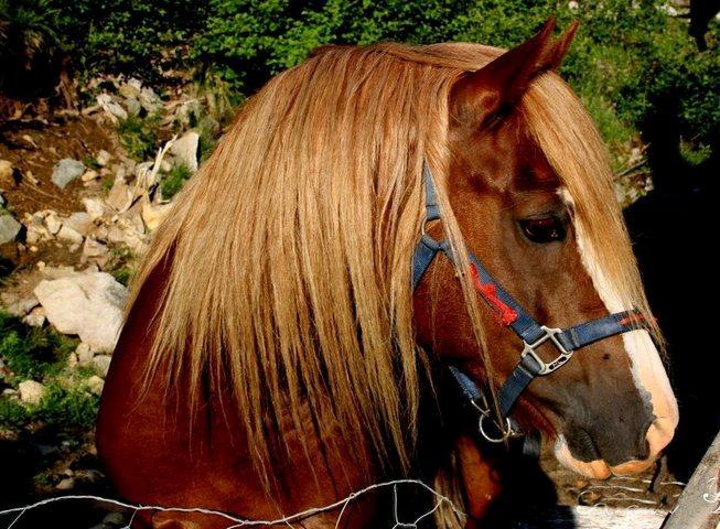 Welsh Cob (sec D) Oppheims Lorenzo - Han hadde fått klippet sin man da jeg fikk han =( billede 6