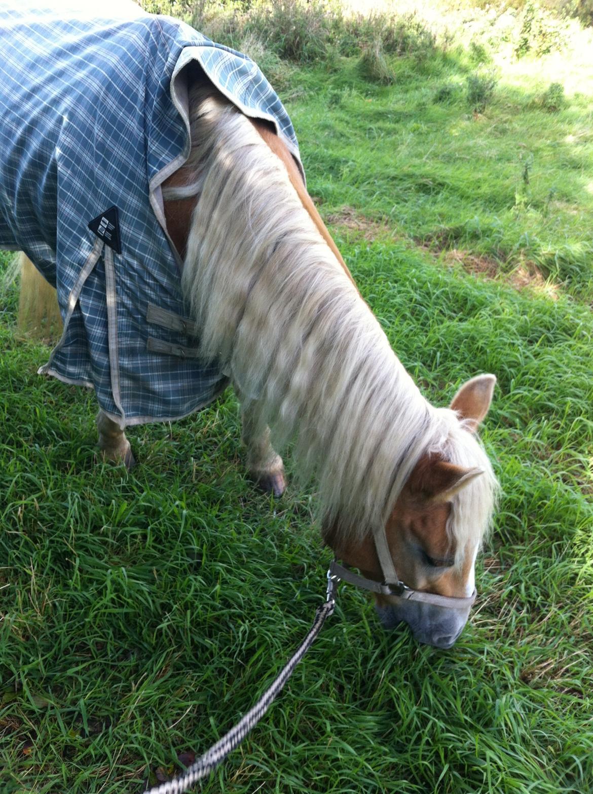 Haflinger Dominique Høgh - Græsse pause på gåtur billede 3