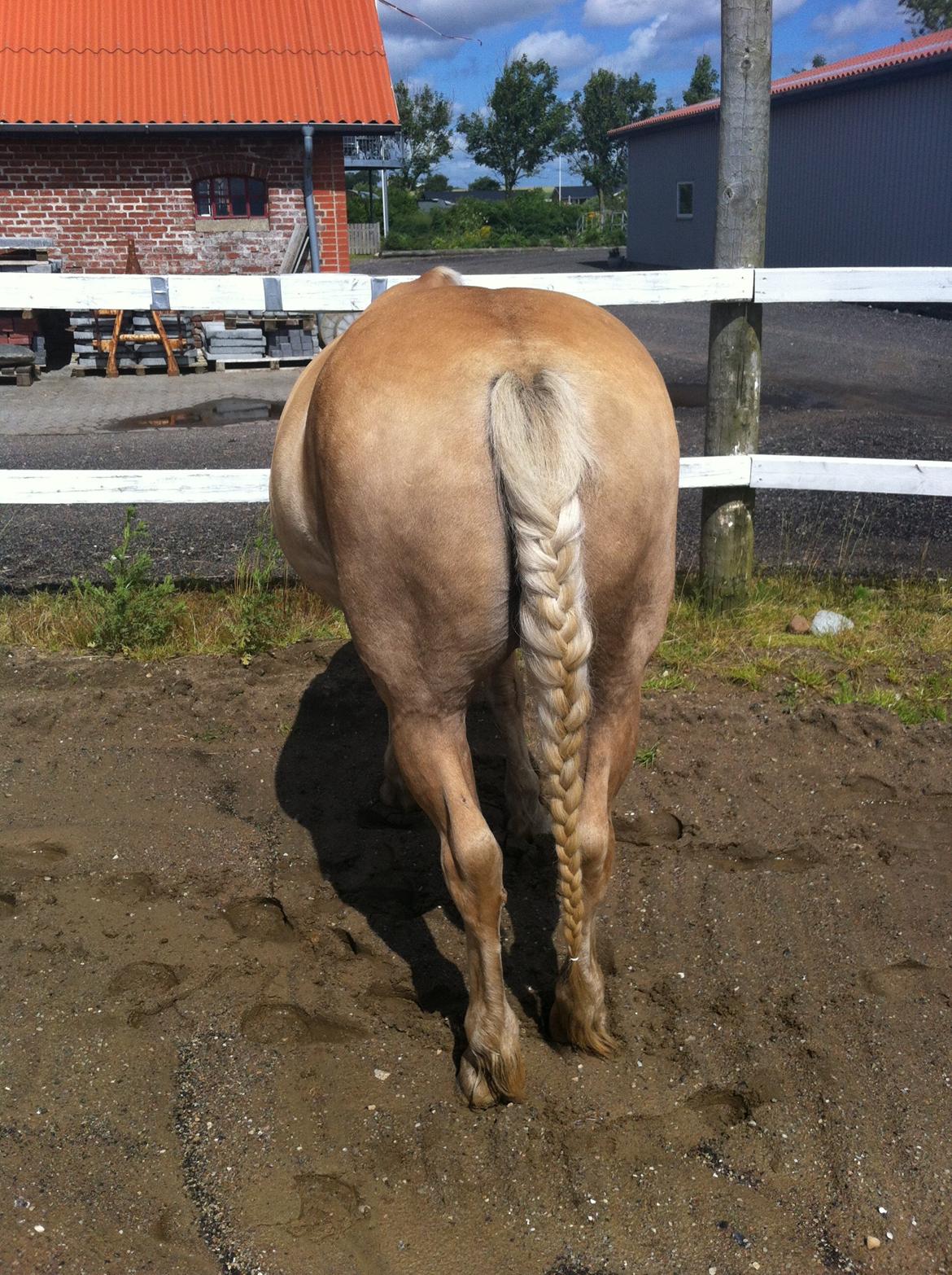 Haflinger Dominique Høgh - Ja så flot en numse kan man altså have :) billede 4