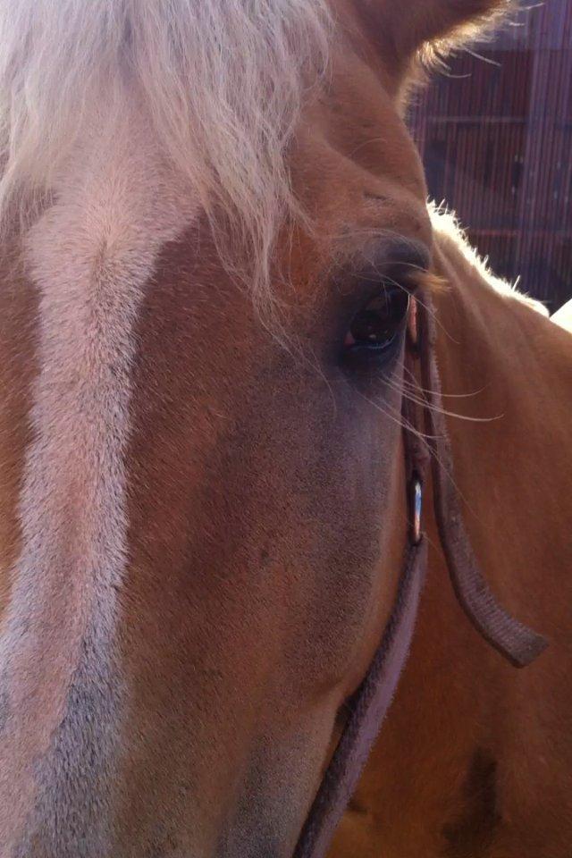 Haflinger Dominique Høgh - Ja selv tæt på er der ingen fejl  billede 5