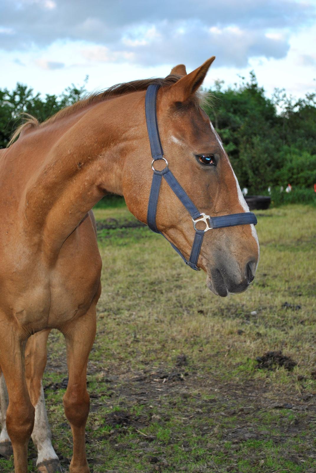 Anden særlig race Amare - Velkommen til Amares profil! :-D billede 1