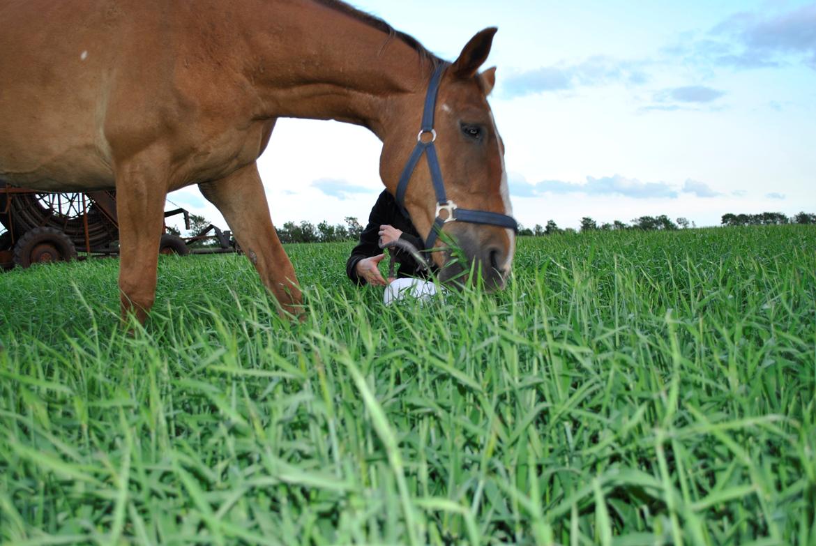 Anden særlig race Amare billede 12