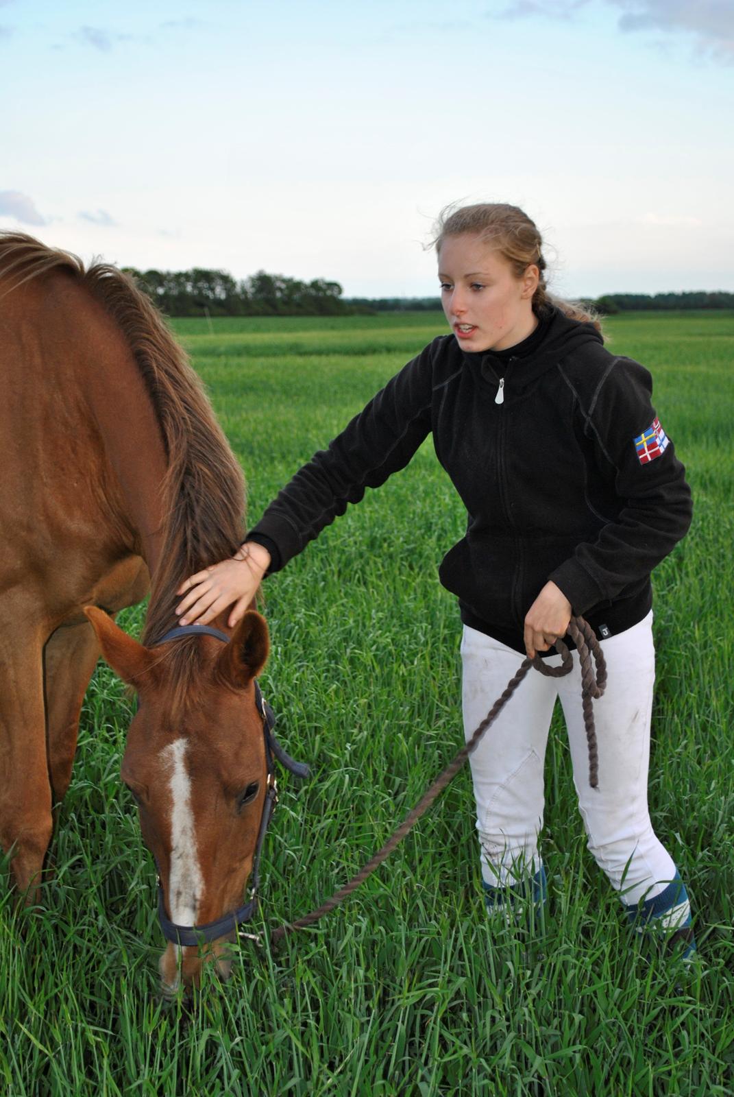 Anden særlig race Amare - Tja, bare kig på hesten og omgivelserne... billede 14