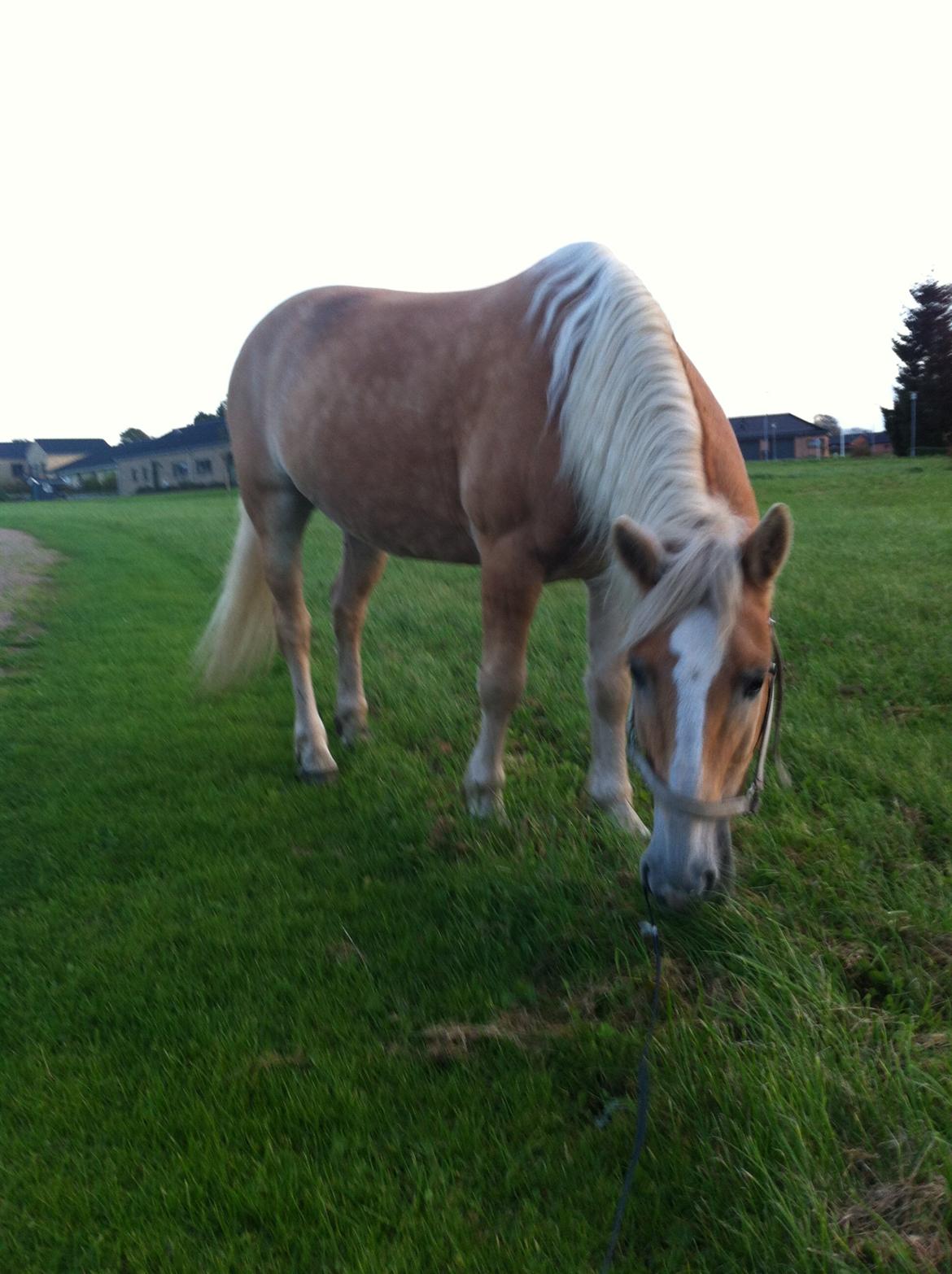 Haflinger Dominique Høgh - Igen på gåtur  billede 7