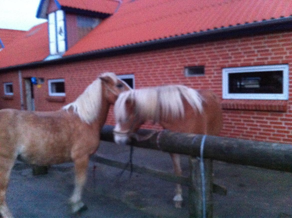 Haflinger Dominique Høgh - Haflinger kærlighed billede 9