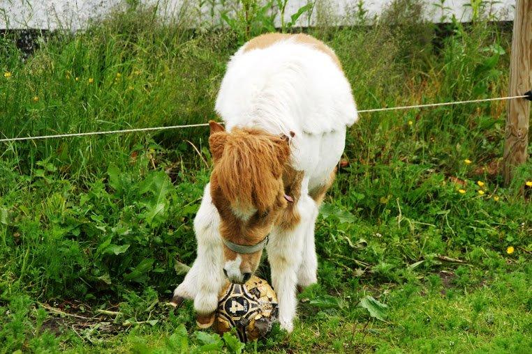 Shetlænder Haabet´s My Spot - Man kan da sagtens spille bold. billede 13