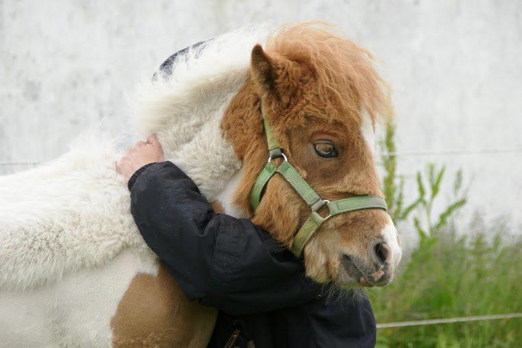Shetlænder Haabet´s My Spot - En krammer til Spotty billede 14