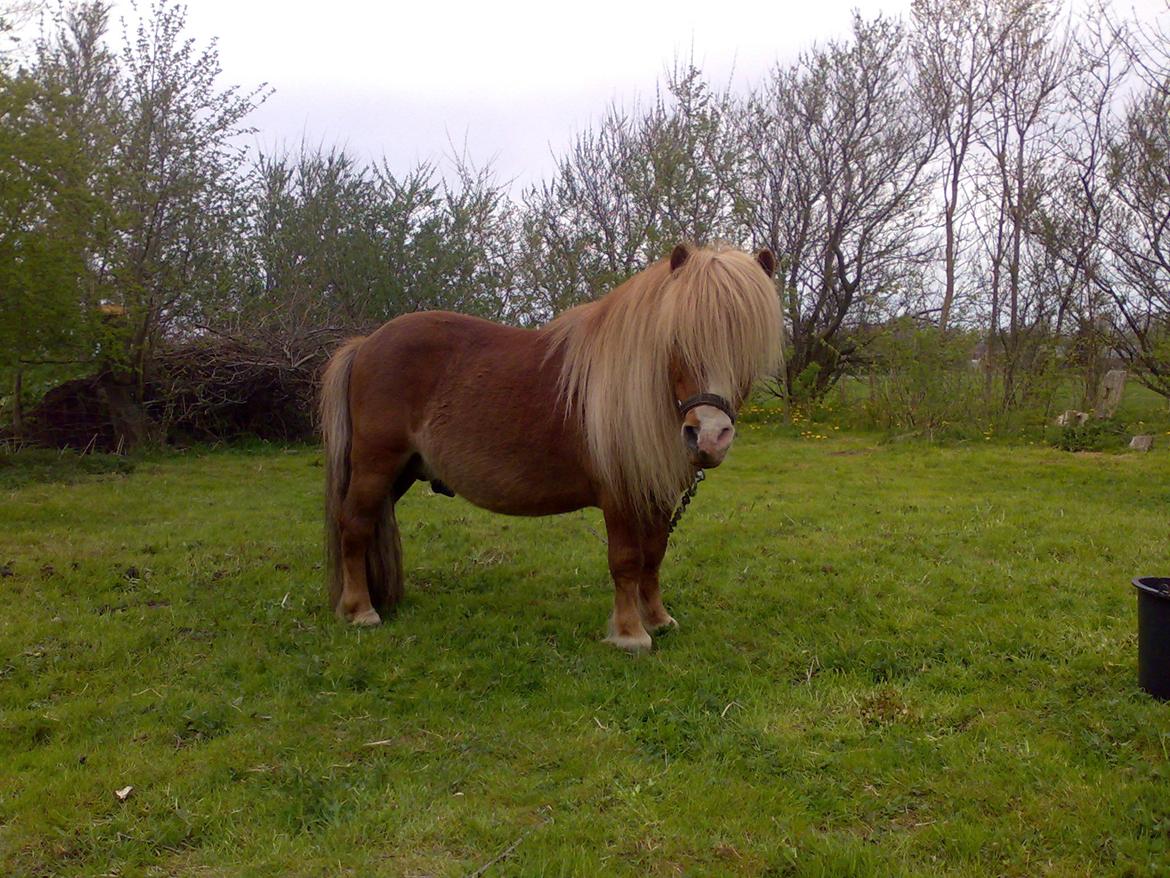 Shetlænder Pickwick - Forår 2012 billede 3