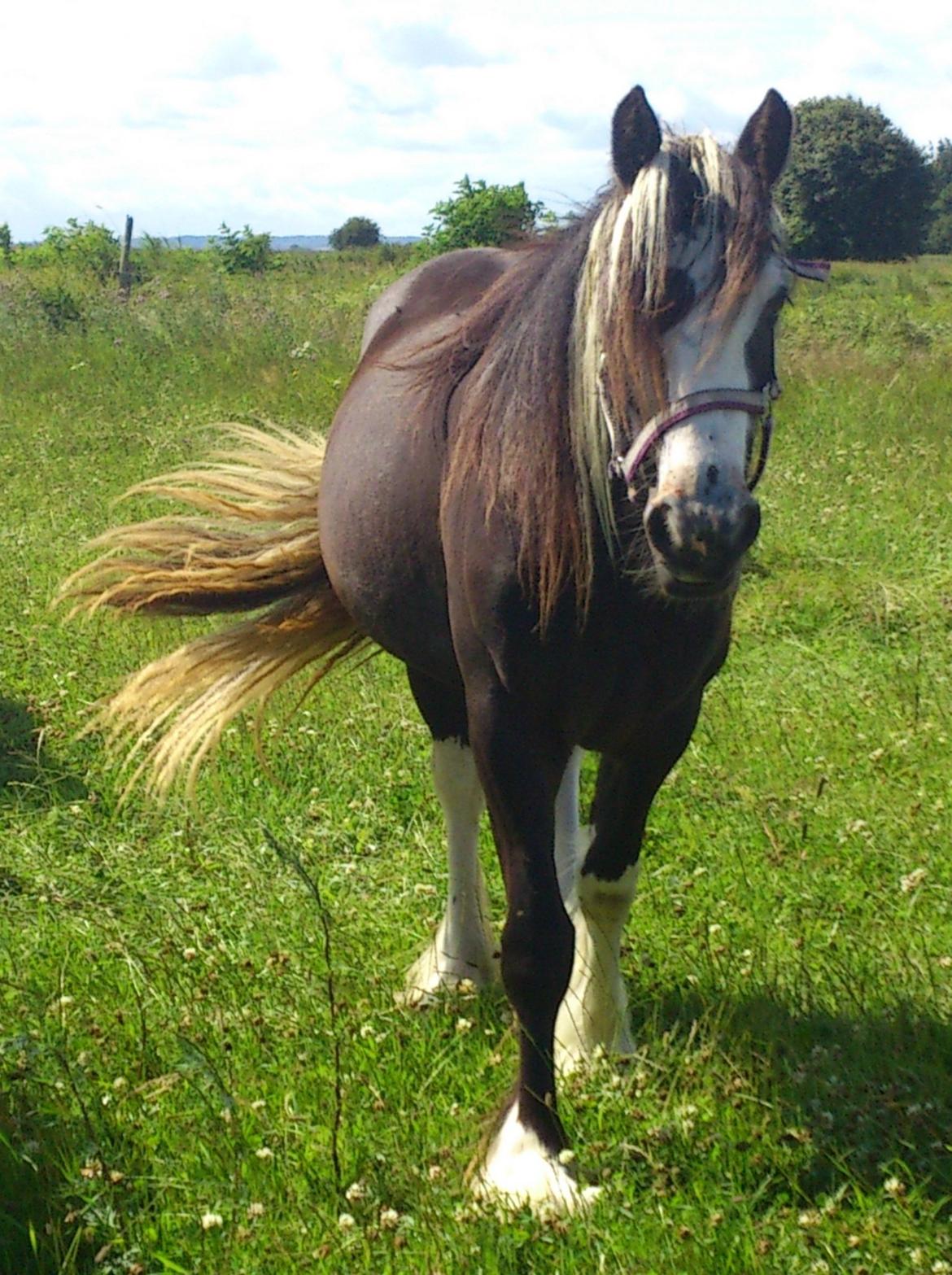 Tinker "Lunte" Kijofregs Arizona billede 1