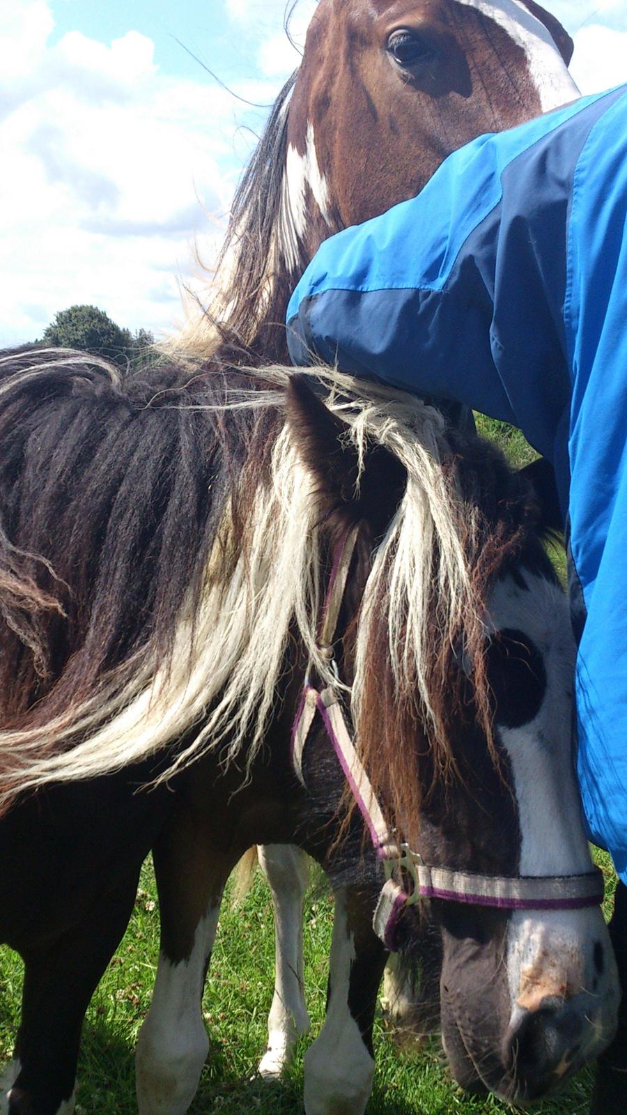 Tinker "Lunte" Kijofregs Arizona billede 2