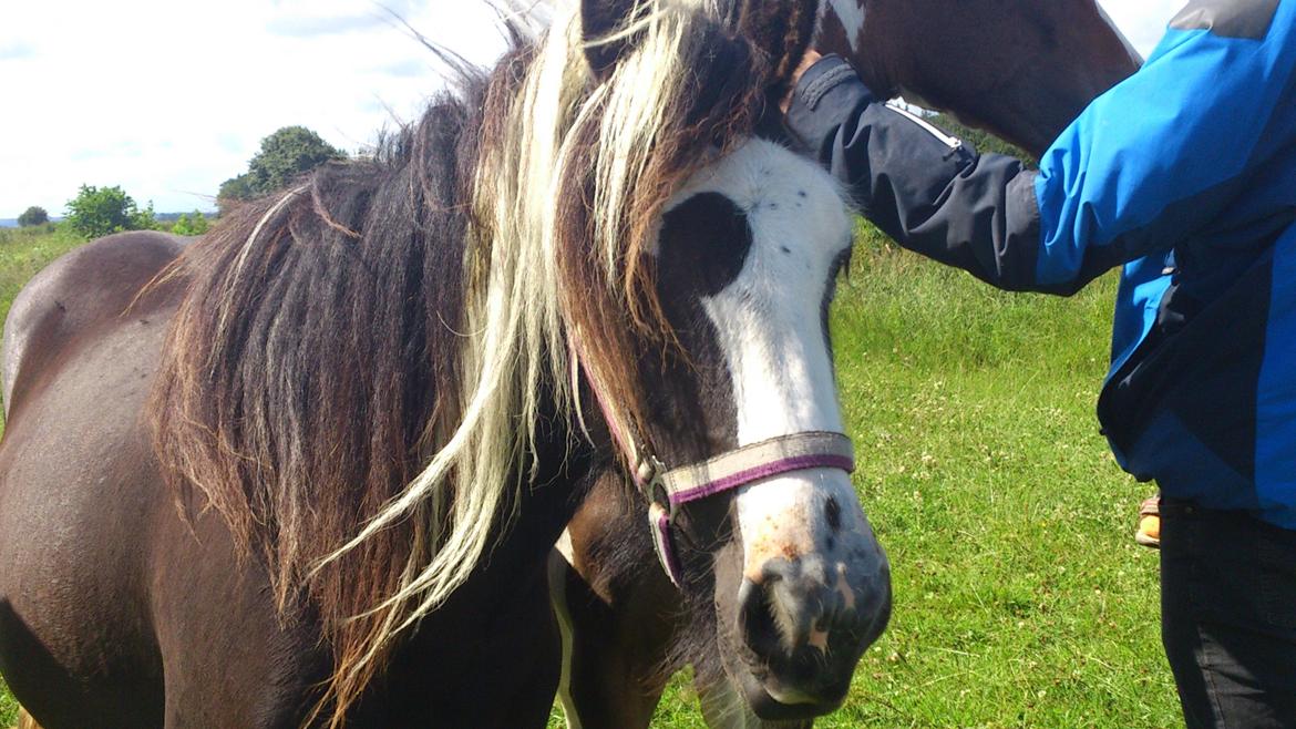 Tinker "Lunte" Kijofregs Arizona billede 3