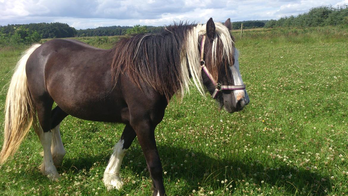 Tinker "Lunte" Kijofregs Arizona billede 5