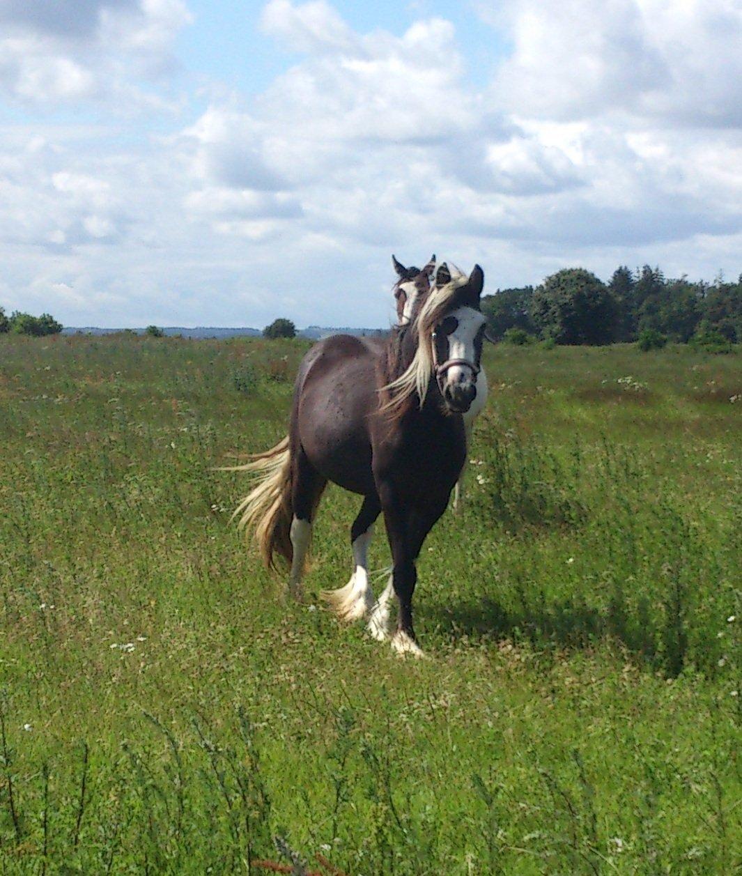 Tinker "Lunte" Kijofregs Arizona billede 6