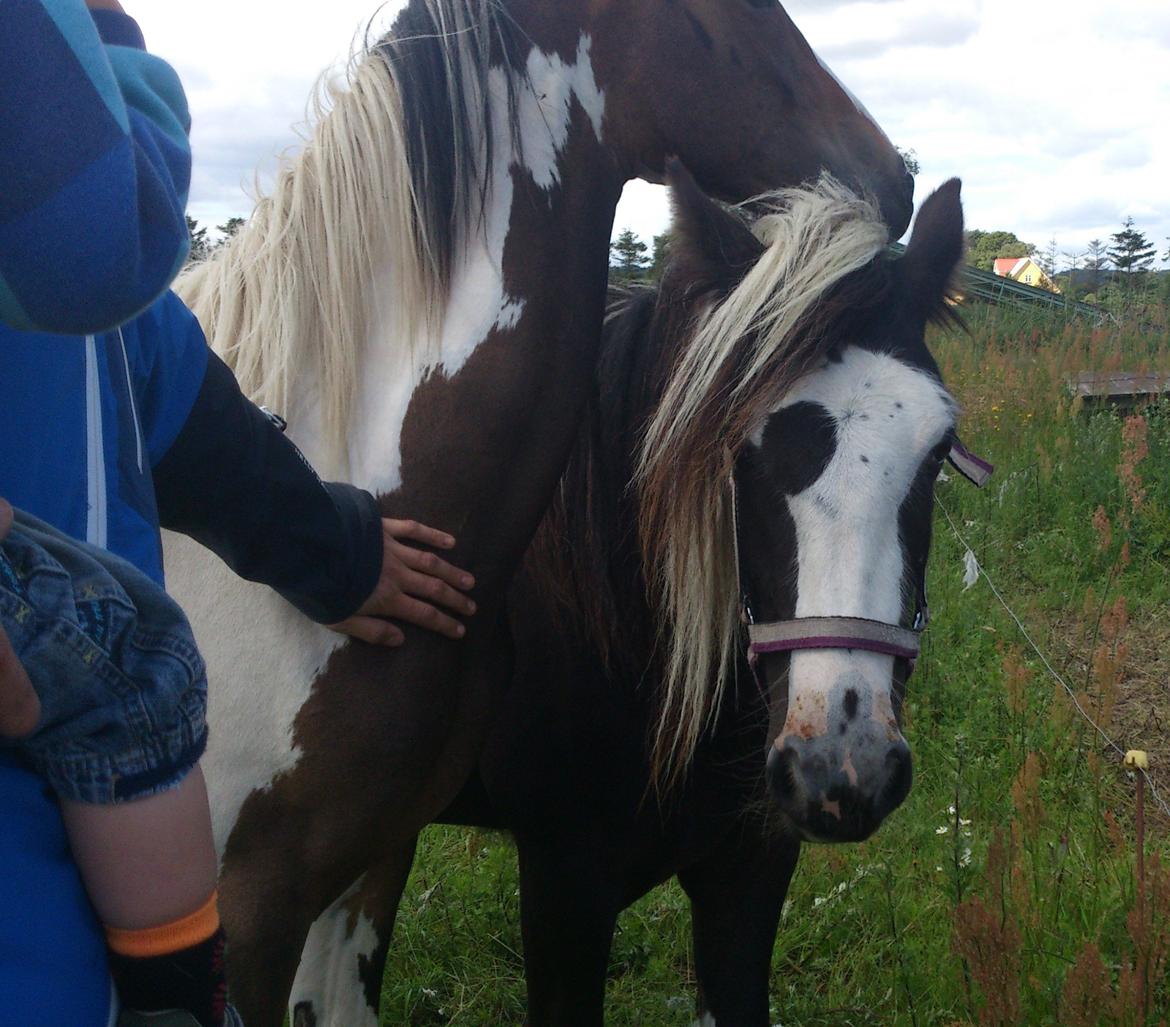 Tinker "Lunte" Kijofregs Arizona billede 7