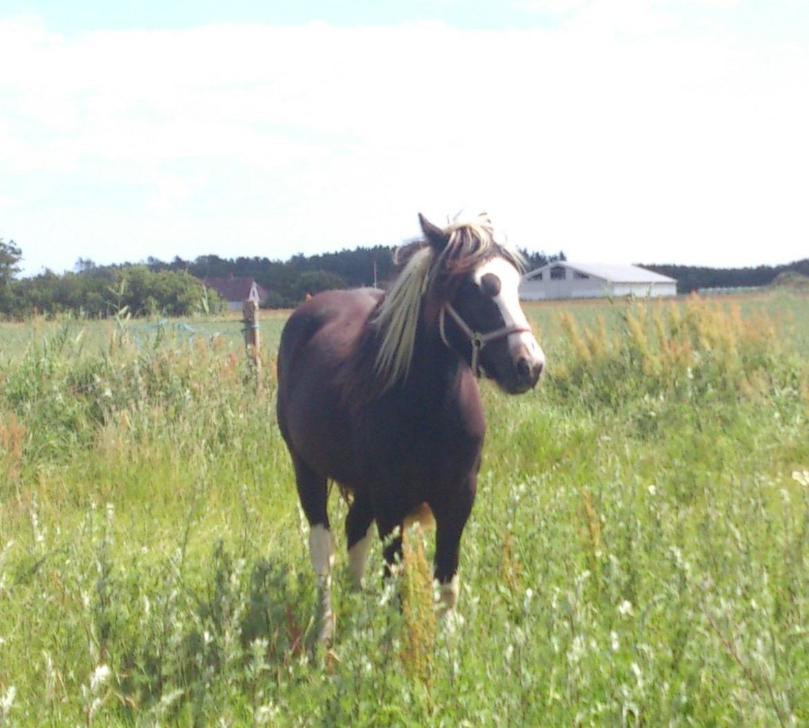 Tinker "Lunte" Kijofregs Arizona billede 8