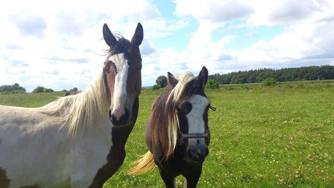 Tinker "Lunte" Kijofregs Arizona billede 11